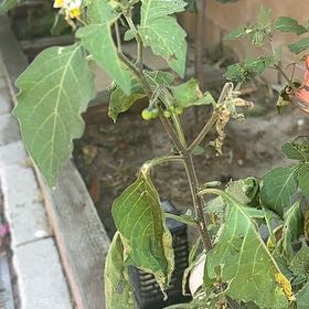 Photo of the plant species Black Nightshade by @ProSeaspurge85 named Forrest on Greg, the plant care app