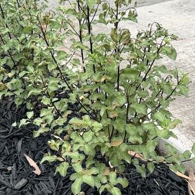 Photo of the plant species Pittosporum by @FieryEncina65 named Mochi on Greg, the plant care app