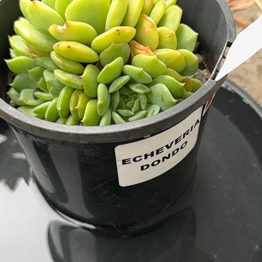 Photo of the plant species Echeveria 'Tippy' by @FieryEncina65 named Terra on Greg, the plant care app