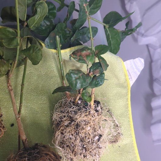 Photo of the plant species Grand Duke of Tuscany Jasmine by @PetBibi91 named Michelle Branch on Greg, the plant care app