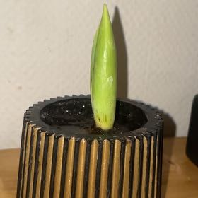Photo of the plant species Tulip by @GemLettuce27 named Okoloko on Greg, the plant care app