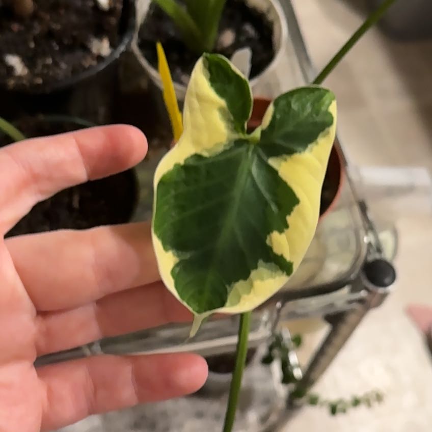 Photo of the plant species Mickey Mouse by @HonestLemon41 named Aristotle on Greg, the plant care app