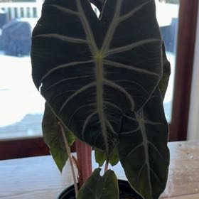 Photo of the plant species Pink Princess Alocasia by @AlertCalathea named Sherlock on Greg, the plant care app