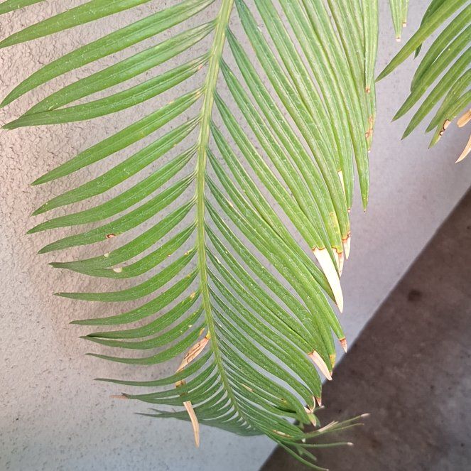 Photo of the plant species Chinese Brake by @TrustingMahoe22 named Sahara on Greg, the plant care app