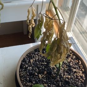 Photo of the plant species Wild Pigeon Pea by @VibrantCacto69 named Darwin on Greg, the plant care app