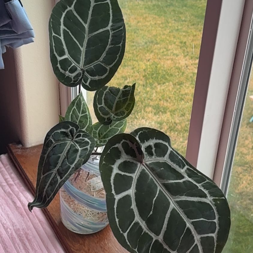 Photo of the plant species DocBlock Michelle by @VeteranSapote73 named Plato on Greg, the plant care app