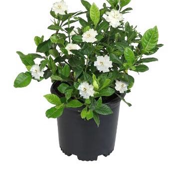 Photo of the plant species Gardenia 'August Beauty' by @SuperPlanty10 named Muhammad Ali on Greg, the plant care app