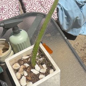 Photo of the plant species Mexican Night-Bloom Cereus by @EpitomeBasil2 named Maya on Greg, the plant care app