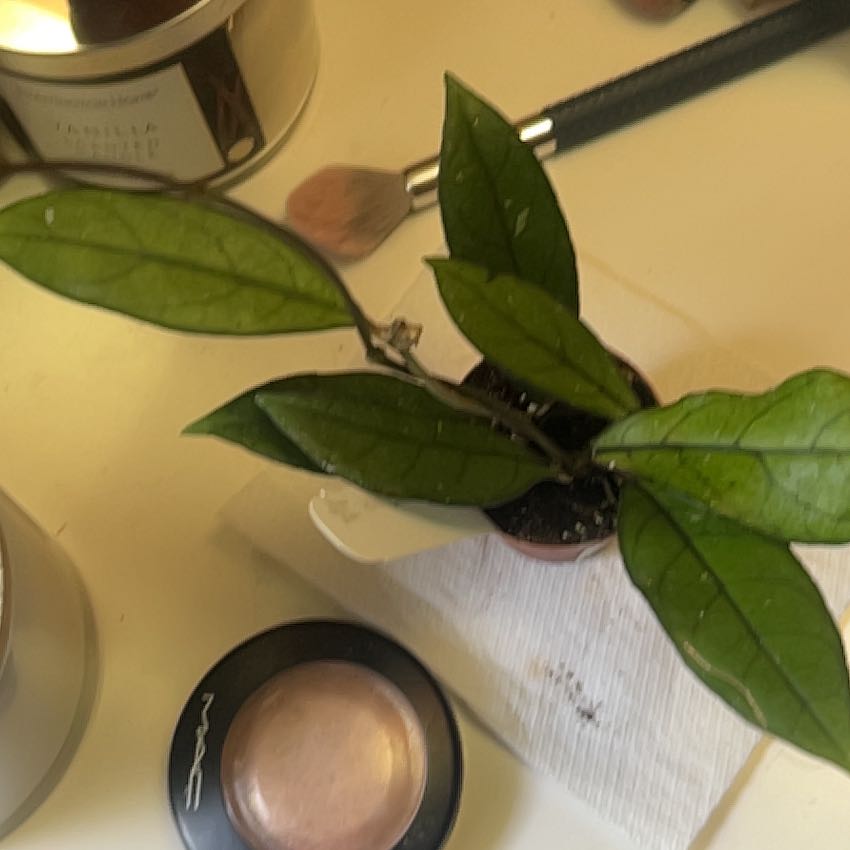 Photo of the plant species Hoya crassipetiolata by @VastCatthyme89 named Leonardo on Greg, the plant care app