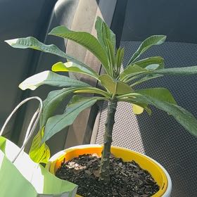 Photo of the plant species Plumeria 'Dwarf White' by @YiftTule74 named Calvin on Greg, the plant care app