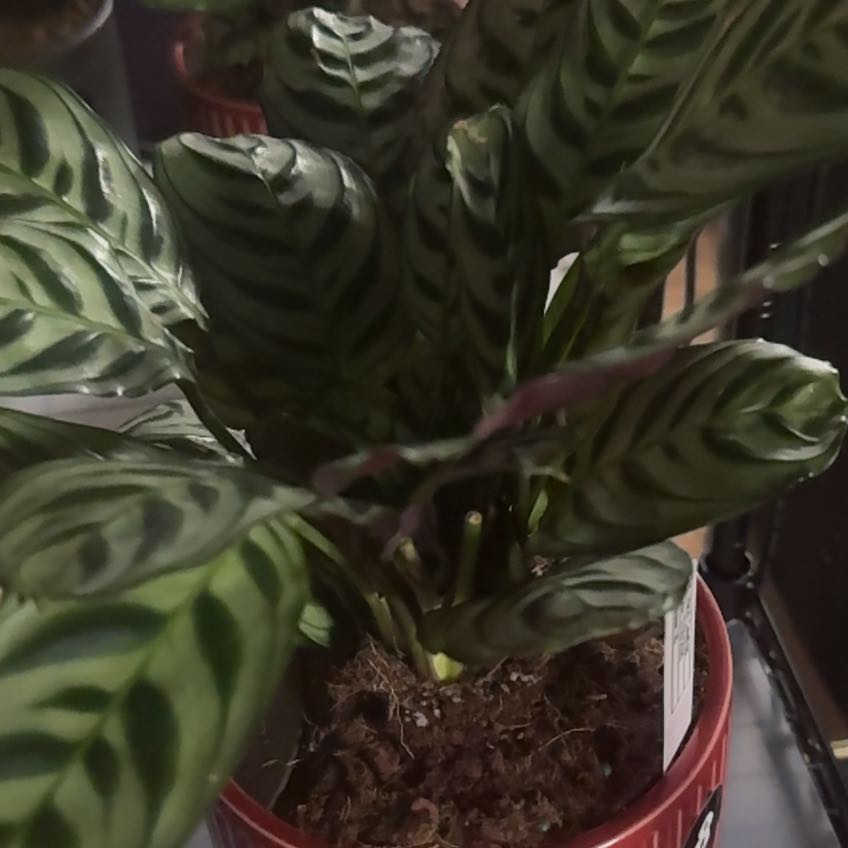 Photo of the plant species calathea by @Sonja named Osmo-8 on Greg, the plant care app