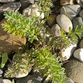 Photo of the plant species Field Burrweed by @WinsomeCalethea named Anne on Greg, the plant care app