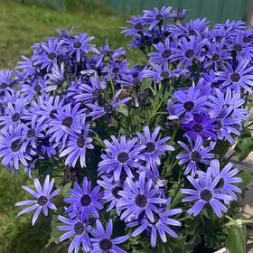 Photo of the plant species Cineraria by @FitDeergrass26 named Nemo on Greg, the plant care app