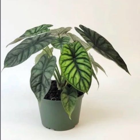 Photo of the plant species Alocasia Dragon by @FitDeergrass26 named Sahara on Greg, the plant care app