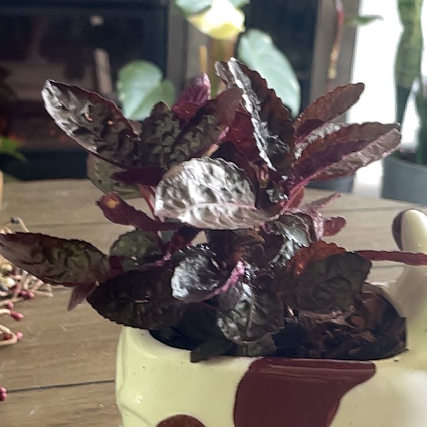 Photo of the plant species Idea For Terrariums by @FitDeergrass26 named Spike Leaves on Greg, the plant care app