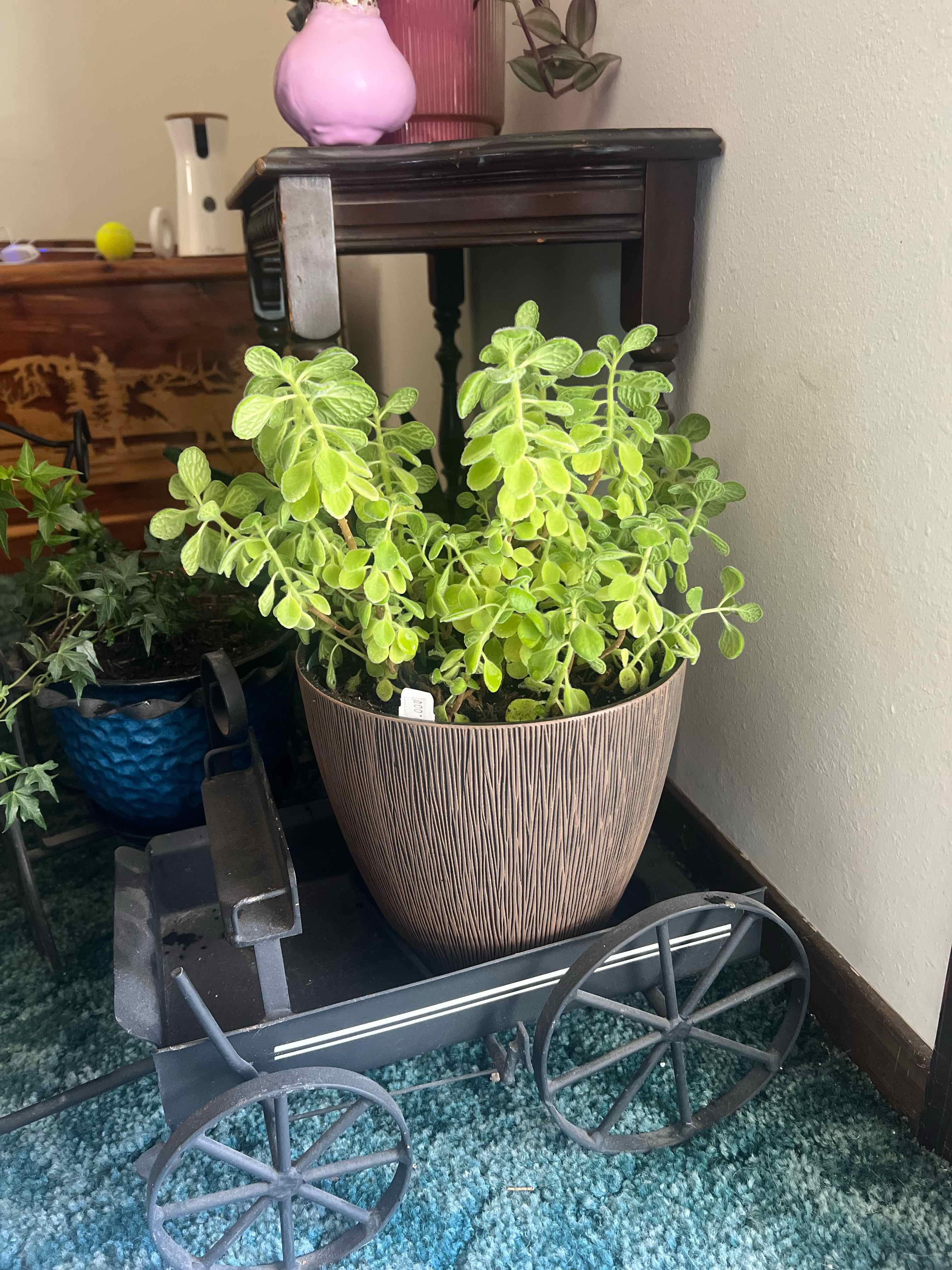 Photo of the plant species Cerveza n Lime by @CleanSoftcane77 named Remington on Greg, the plant care app