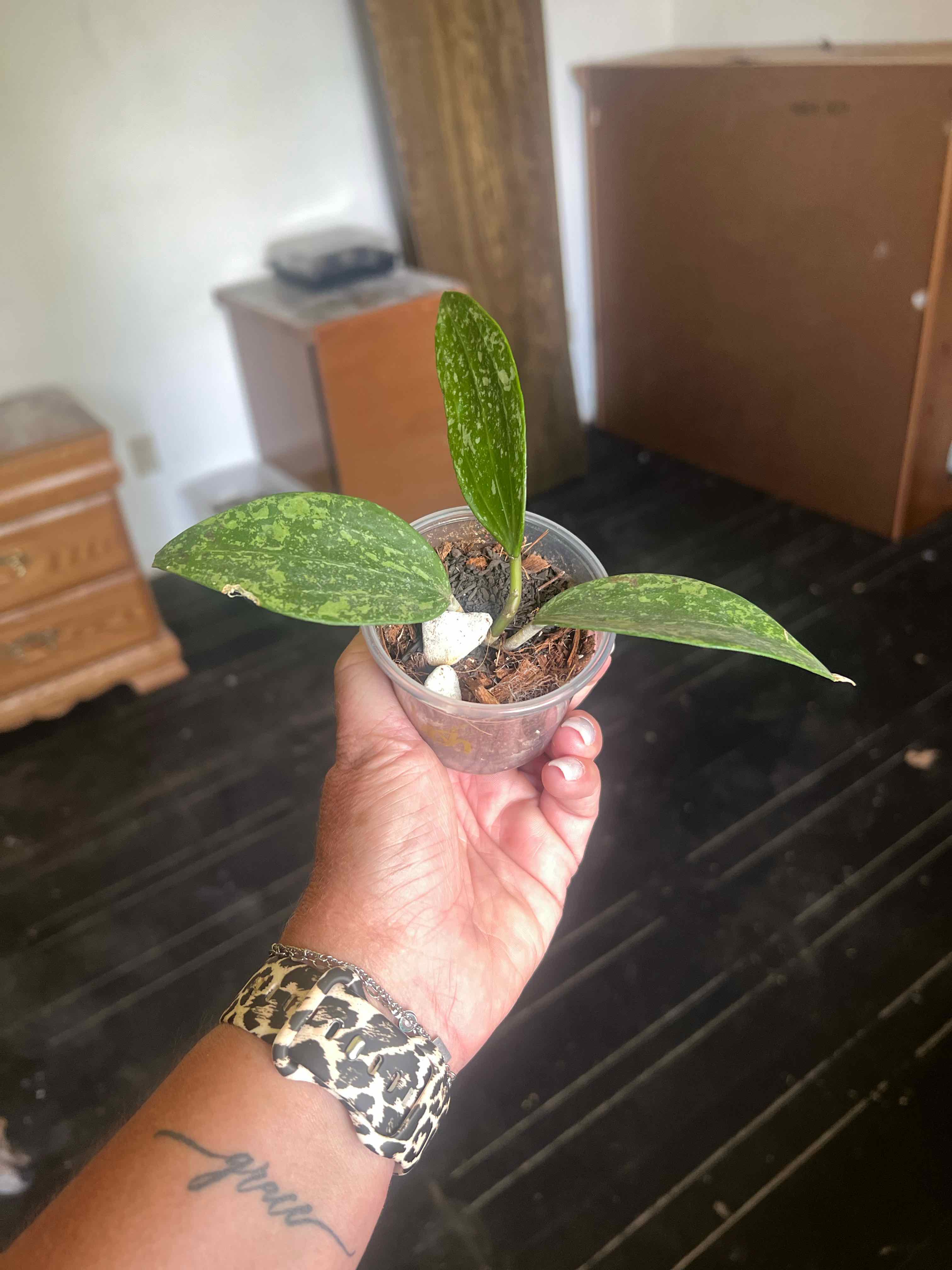 Photo of the plant species Hoya Rangsan by @CleanSoftcane77 named Eva on Greg, the plant care app