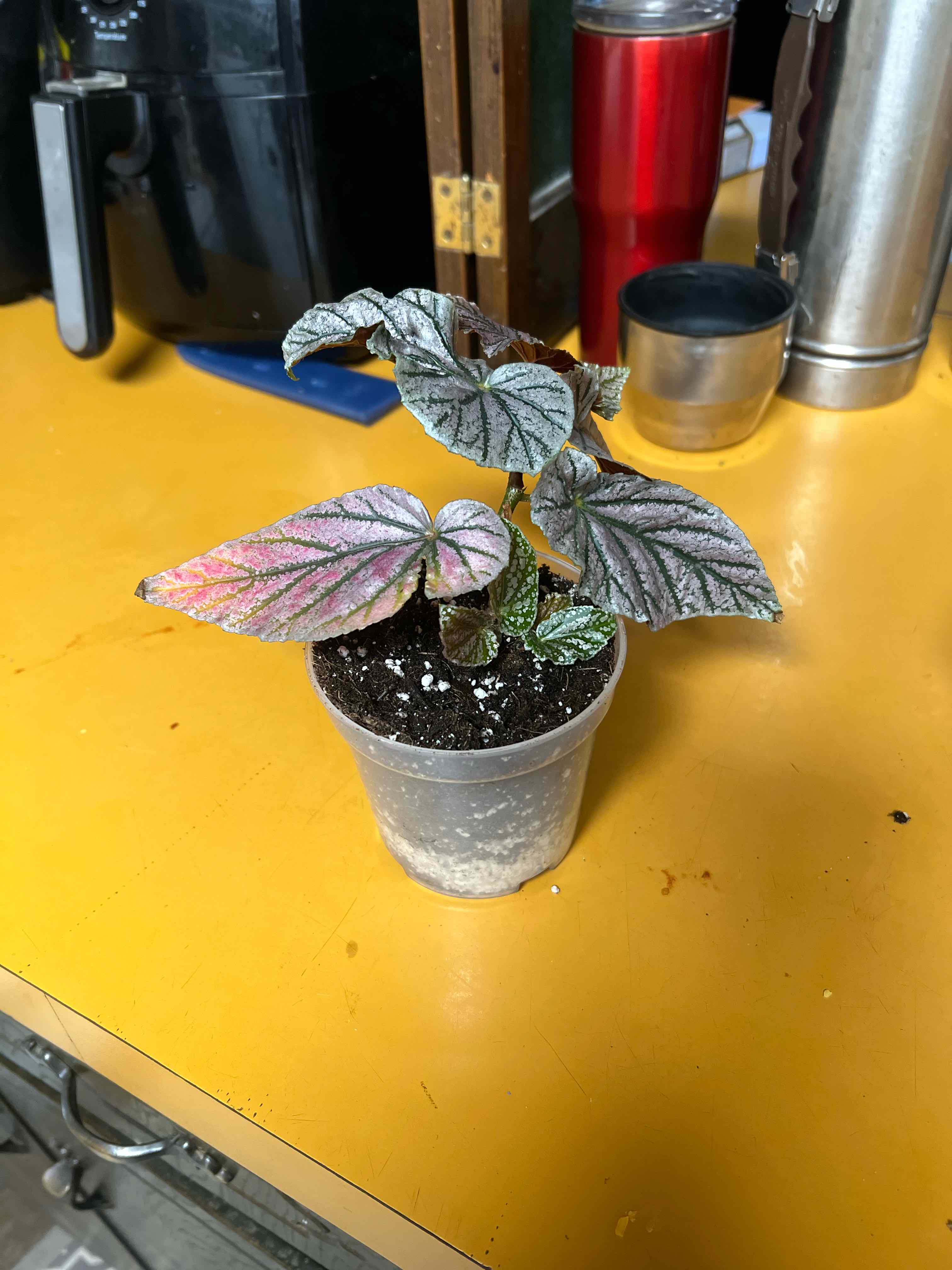 Photo of the plant species begonia rex hybrid by @CleanSoftcane77 named Maurice Amey on Greg, the plant care app