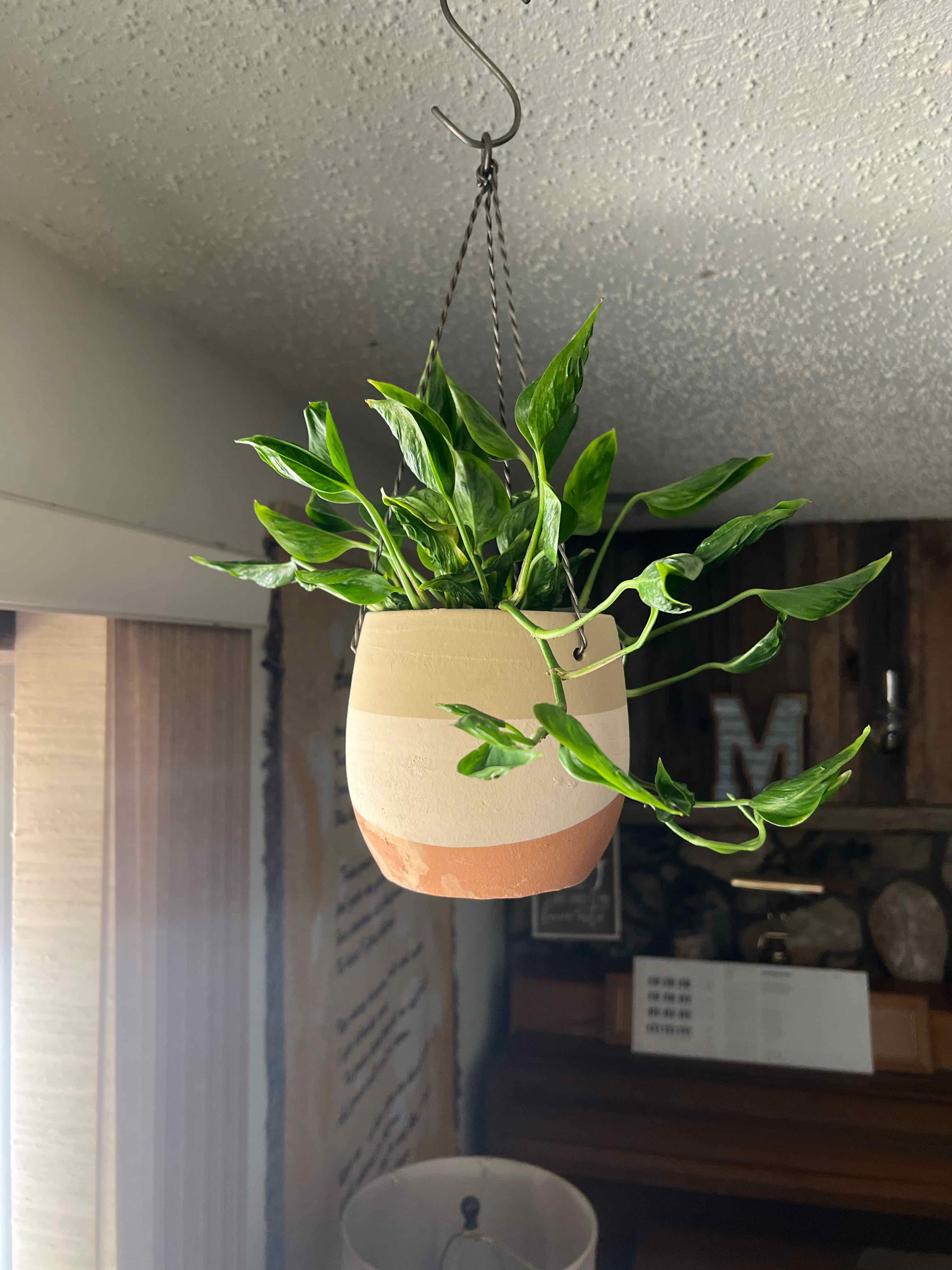 Photo of the plant species Pothos 'Shangri La' by @CleanSoftcane77 named Keanu Leaves on Greg, the plant care app