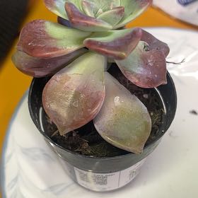 Photo of the plant species Five Stamen Graptopetalum by @CleanSoftcane77 named Coco on Greg, the plant care app