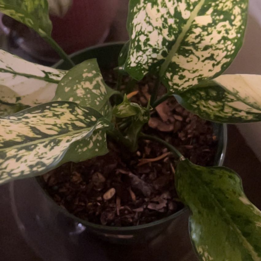 Photo of the plant species Star Bright by @CleanSoftcane77 named Kesha on Greg, the plant care app