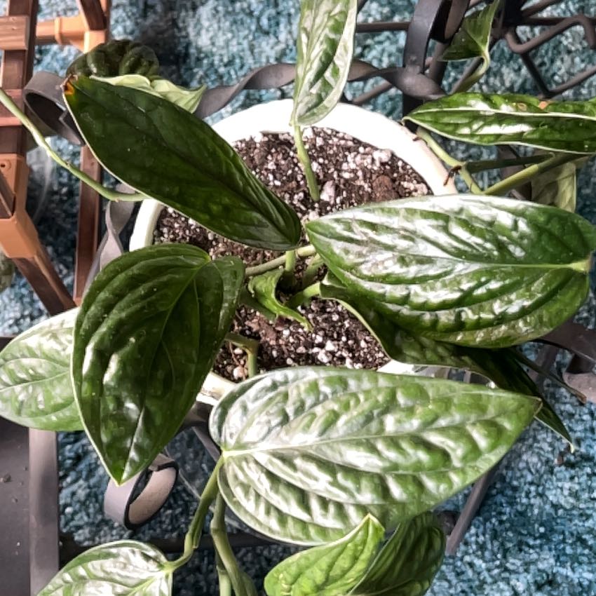 Photo of the plant species Monstera Peru by @CleanSoftcane77 named Harry on Greg, the plant care app