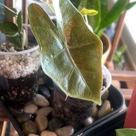 Photo of the plant species Alocasia Sanderiana by @CleanSoftcane77 named Kearney on Greg, the plant care app