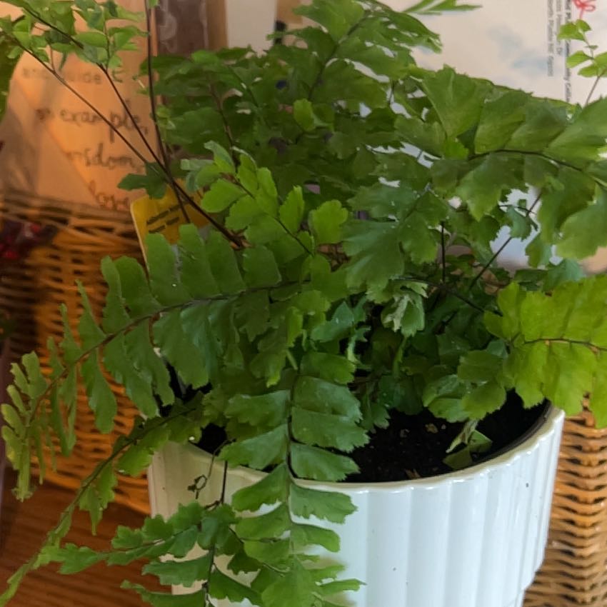 Photo of the plant species Bronze Venus Maidenhair Fern by @CleanSoftcane77 named Fernie Mac on Greg, the plant care app