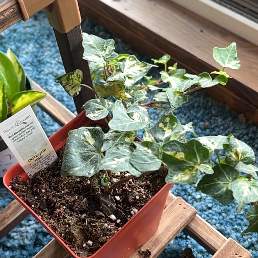 Photo of the plant species Golden Ingot Ivy by @CleanSoftcane77 named Spike Leaves on Greg, the plant care app