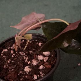 Photo of the plant species Alocasia by @CleanSoftcane77 named Chandra on Greg, the plant care app