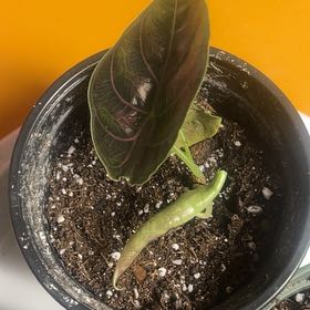 Photo of the plant species Alocasia Azlanii by @CleanSoftcane77 named Azlan on Greg, the plant care app