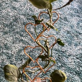 Photo of the plant species Philodendron camposportoanum by @CleanSoftcane77 named Delilah on Greg, the plant care app
