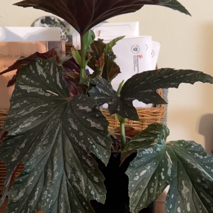 Photo of the plant species Vernona Angelwing Begonia by @CleanSoftcane77 named Verona on Greg, the plant care app