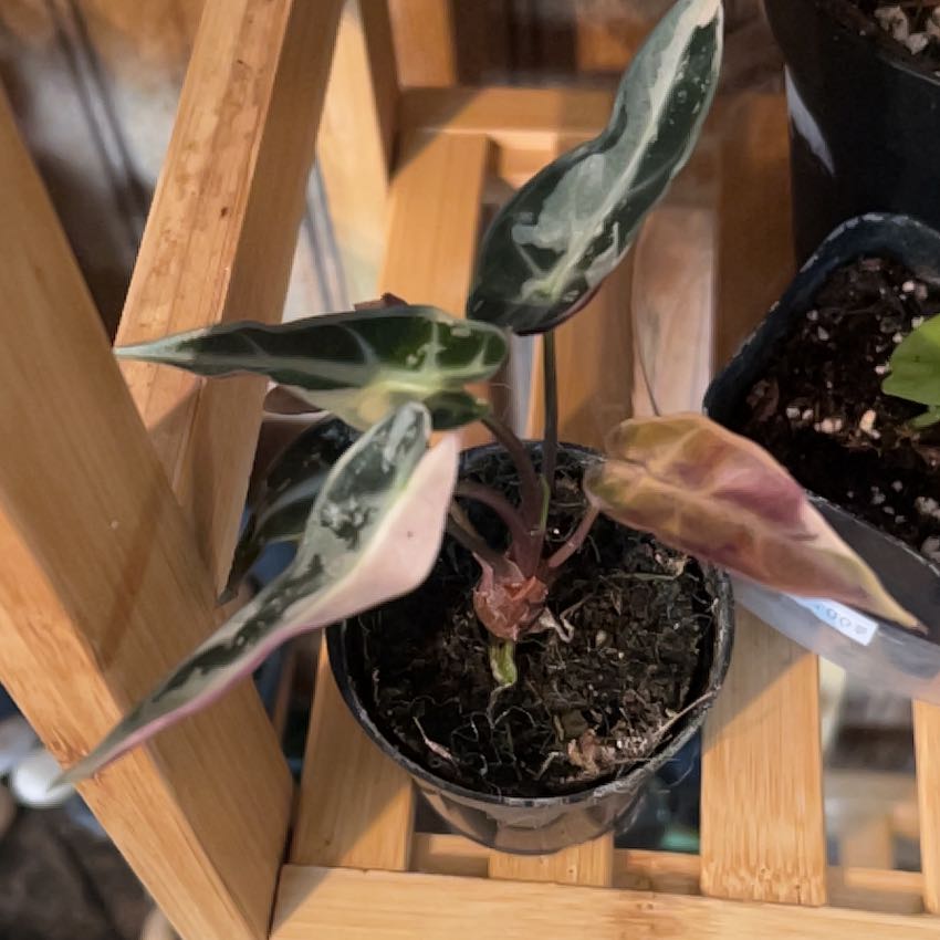 Photo of the plant species Alocasia Pink Bambino by @CleanSoftcane77 named Bambino on Greg, the plant care app