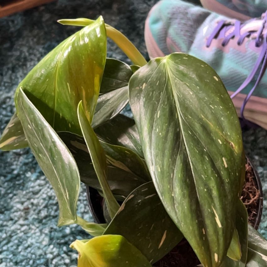 Photo of the plant species Monstera Cobra by @CleanSoftcane77 named Doja Cat on Greg, the plant care app