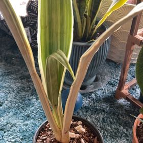 Photo of the plant species Snake Plant by @CleanSoftcane77 named James Dean on Greg, the plant care app