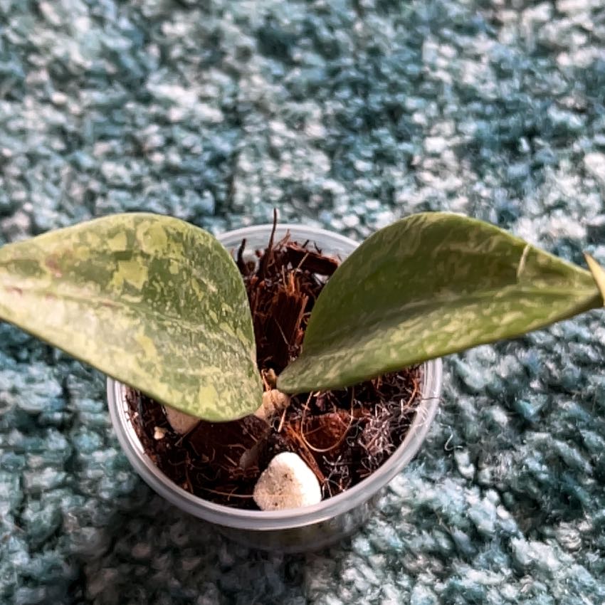 Photo of the plant species Hoya Rangsan by @CleanSoftcane77 named Eva on Greg, the plant care app