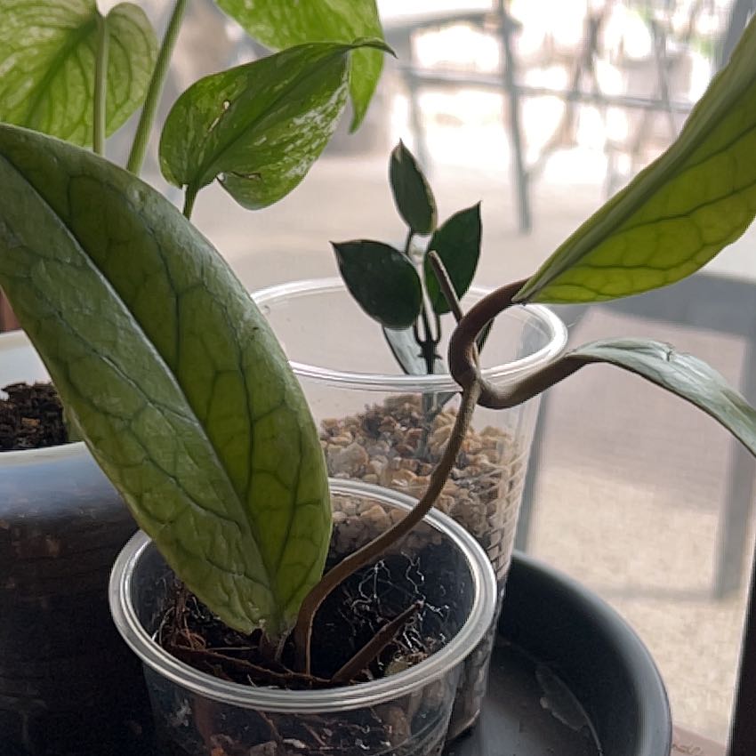 Photo of the plant species Hoya vitellinoides by @CleanSoftcane77 named Miley on Greg, the plant care app
