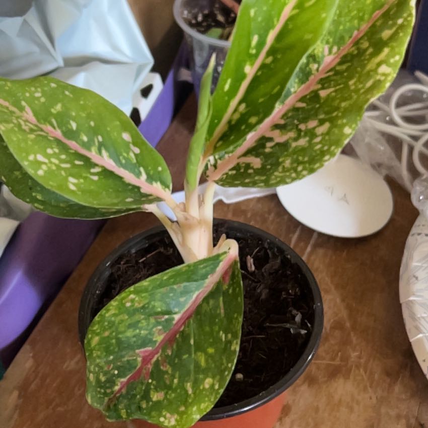 Photo of the plant species Aglaonema 'Sparkling Sarah' by @CleanSoftcane77 named Night Sparkle on Greg, the plant care app