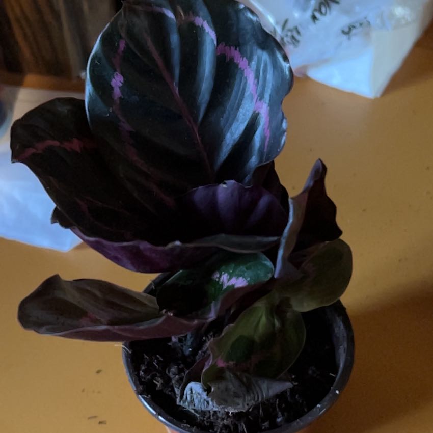Photo of the plant species Calathea Dottie by @CleanSoftcane77 named Dottie on Greg, the plant care app