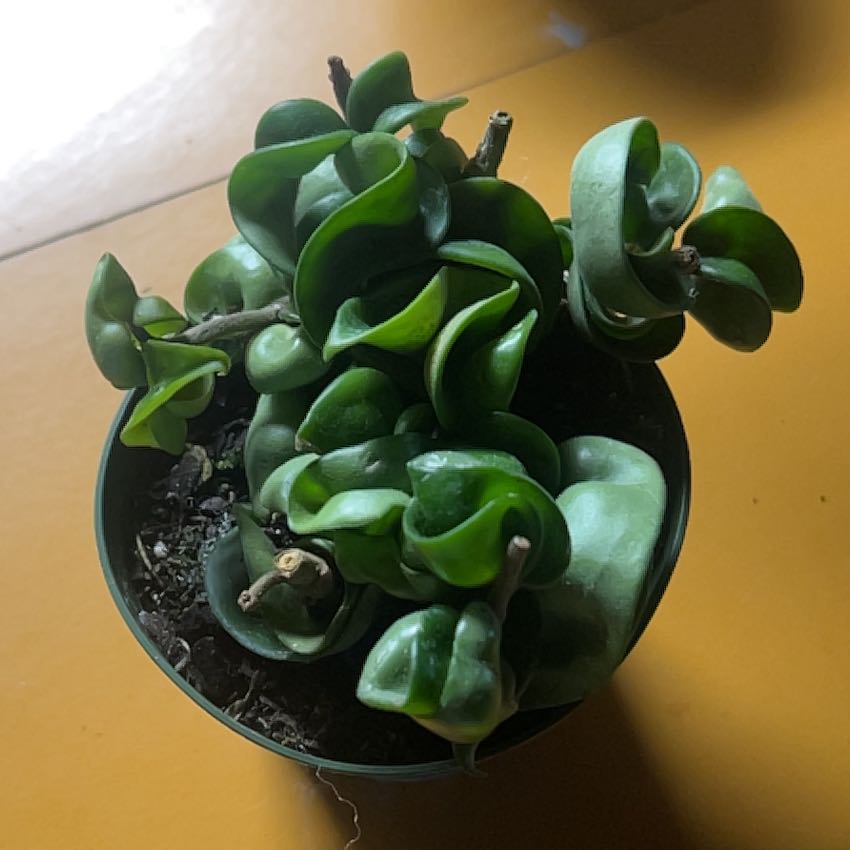 Photo of the plant species Variegated Hoya carnosa 'Compacta' by @CleanSoftcane77 named Luna on Greg, the plant care app