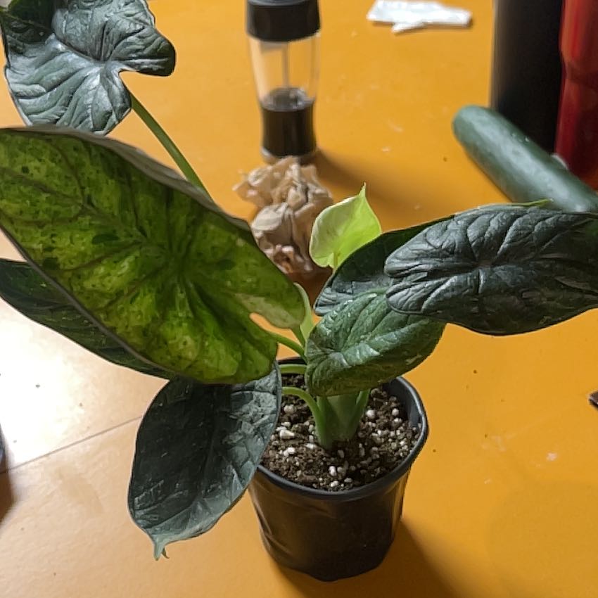 Photo of the plant species Alocasia Dragon Scale Mint by @CleanSoftcane77 named Kobe on Greg, the plant care app