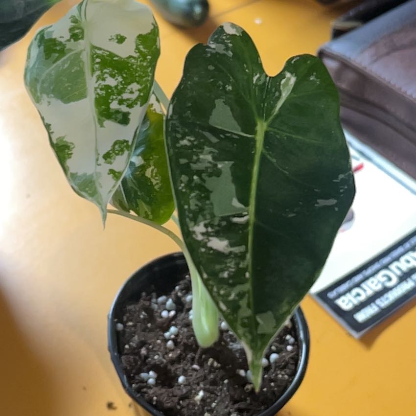 Photo of the plant species Alocasia Frydek Variegated by @CleanSoftcane77 named Denali on Greg, the plant care app