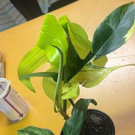 Photo of the plant species Variegated Florida Beauty Philodendron by @CleanSoftcane77 named Drake on Greg, the plant care app