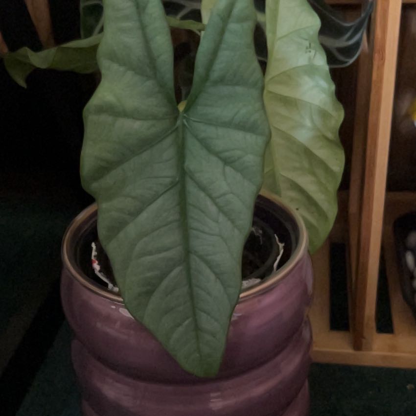 Photo of the plant species Alocasia Corazon by @CleanSoftcane77 named Lavender on Greg, the plant care app