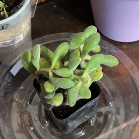 Photo of the plant species Crassula congesta 'Green Beans' by @CleanSoftcane77 named Shrek on Greg, the plant care app