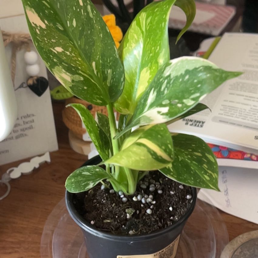 Photo of the plant species Green Congo by @CleanSoftcane77 named Katy Perry on Greg, the plant care app