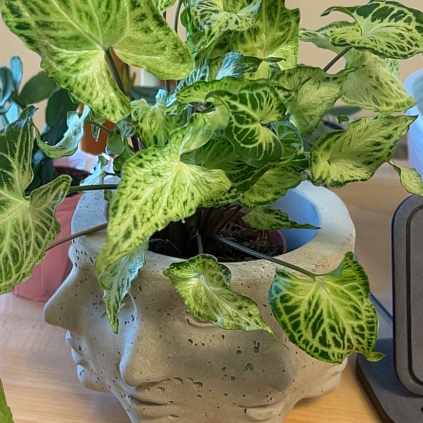 Photo of the plant species Arrowhead by @CleanSoftcane77 named Mojito on Greg, the plant care app