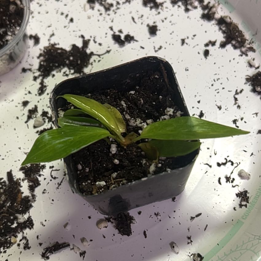 Photo of the plant species Philodendron Painted Lady by @CleanSoftcane77 named Mona Lisa on Greg, the plant care app