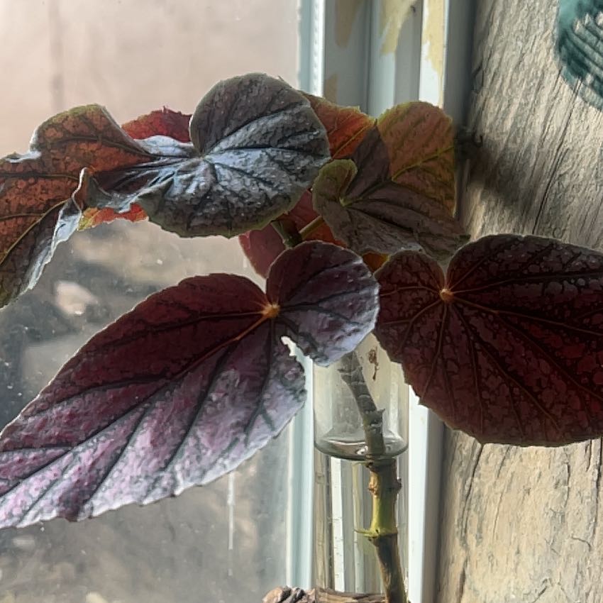 Photo of the plant species begonia rex hybrid by @CleanSoftcane77 named Maurice Amey on Greg, the plant care app